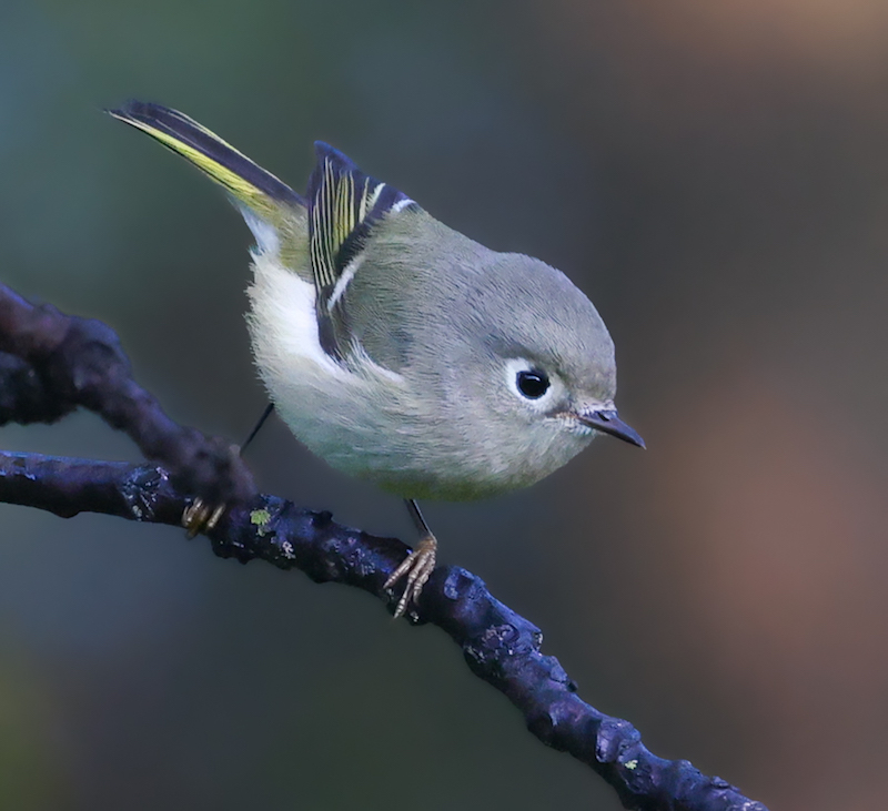 Ruby-crowned Kinglet