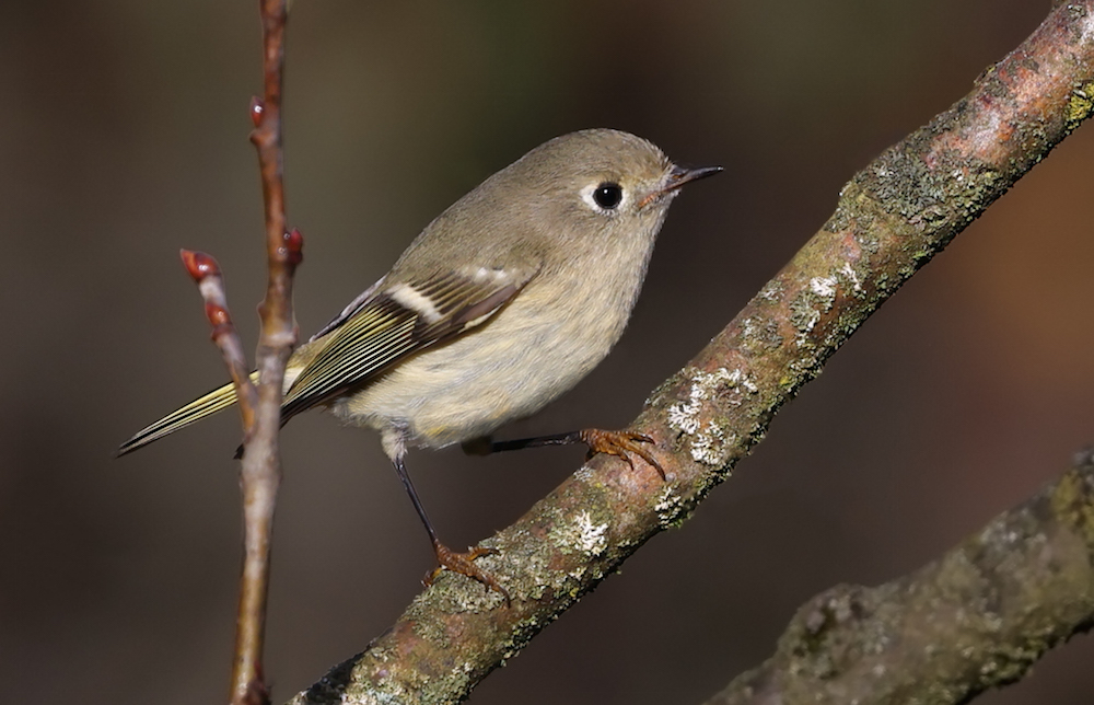 Ruby-crowned Kinglet