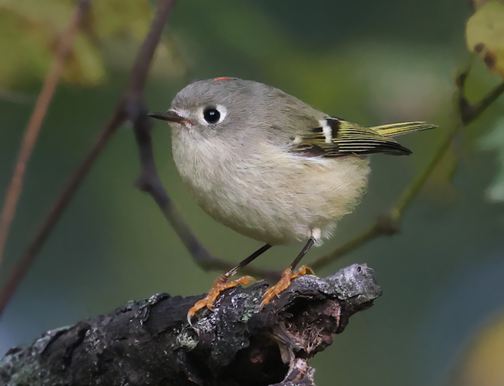 Ruby-crowned Kinglet