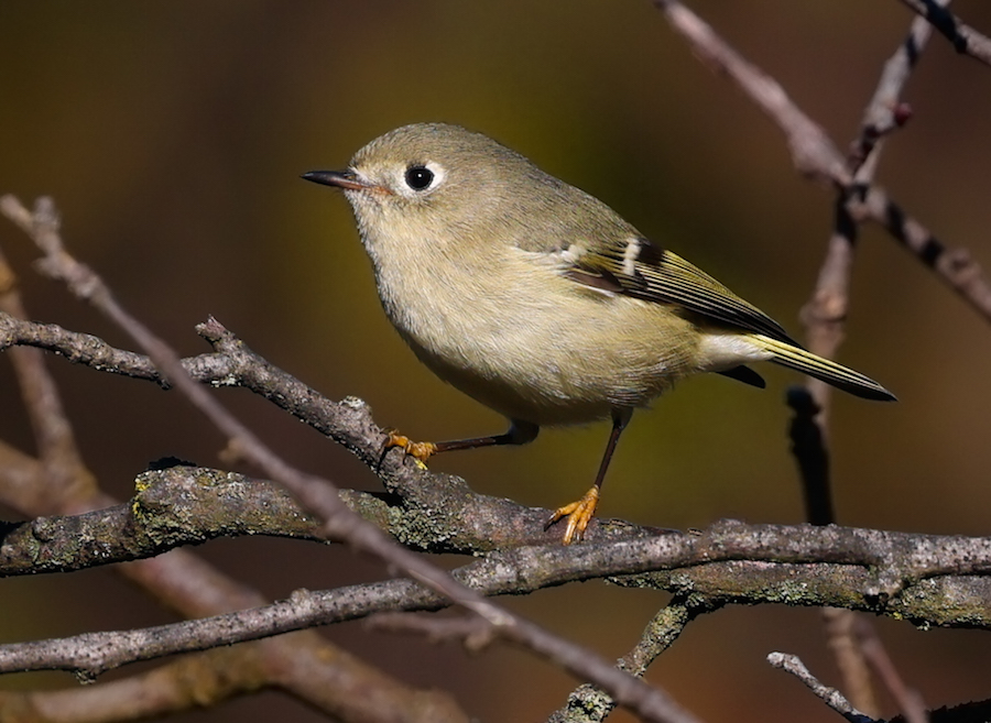 Ruby-crowned Kinglet