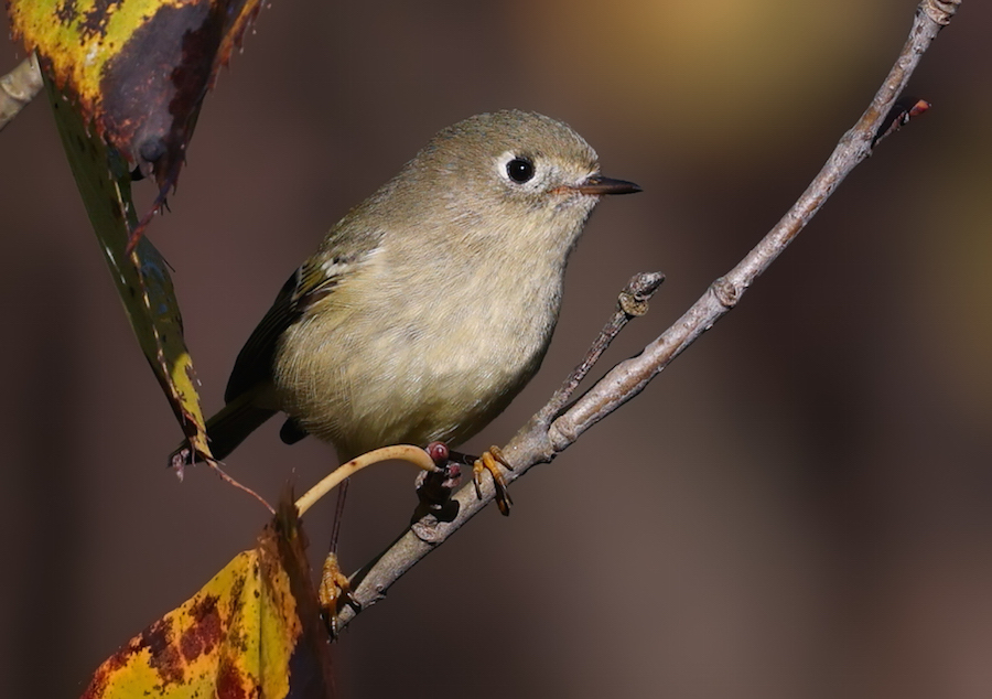 Ruby-crowned Kinglet