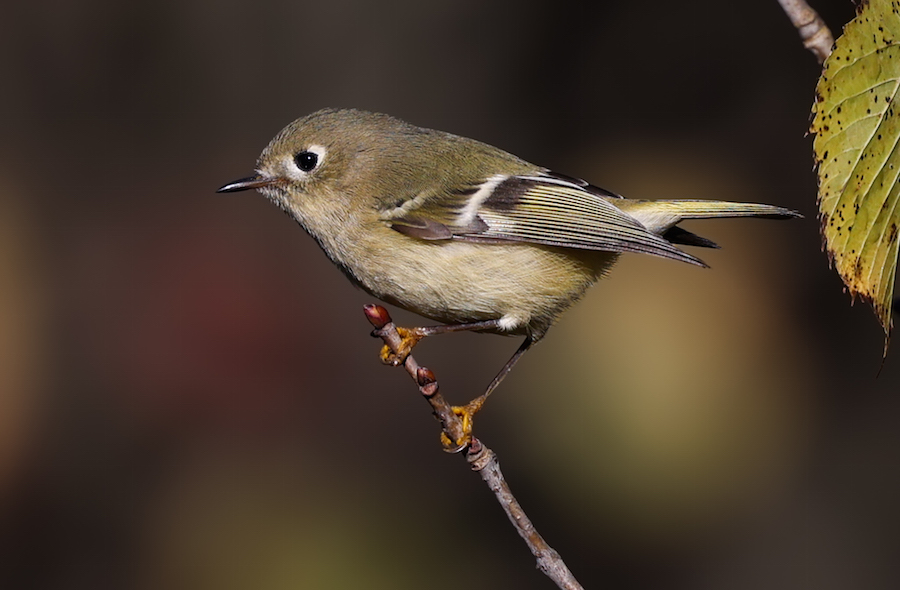 Ruby-crowned Kinglet