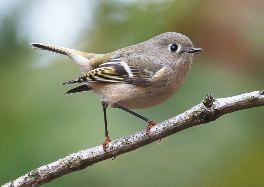 Ruby-crowned Kinglet