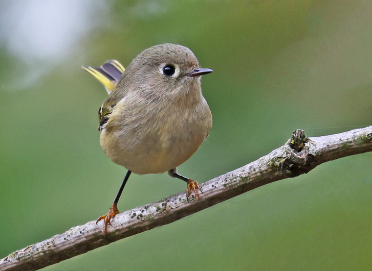 Ruby-crowned Kinglet