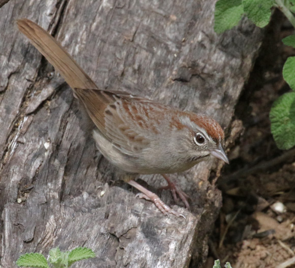 Rufous-crowned Sparrow