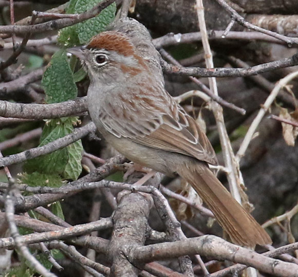 Rufous-crowned Sparrow