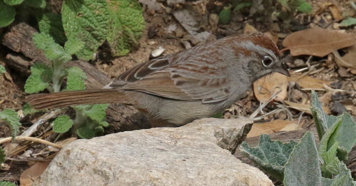 Rufous-crowned Sparrow