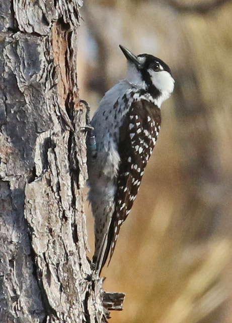 Red-cockaded Woodpecker