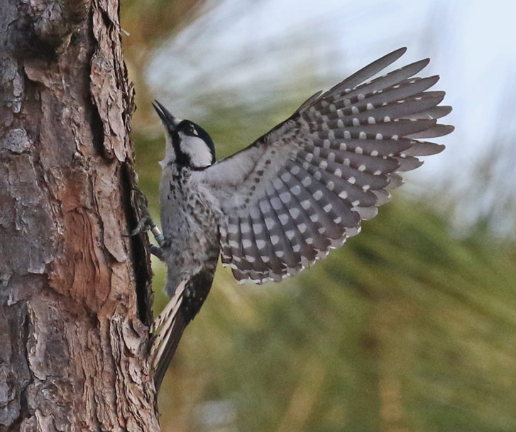Red-cockaded Woodpecker