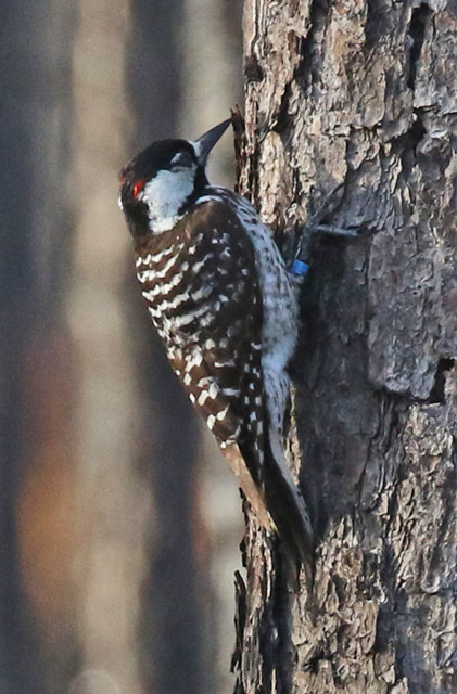 Red-cockaded Woodpecker