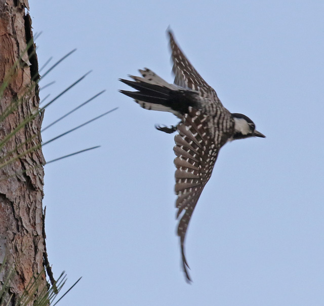 Red-cockaded Woodpecker