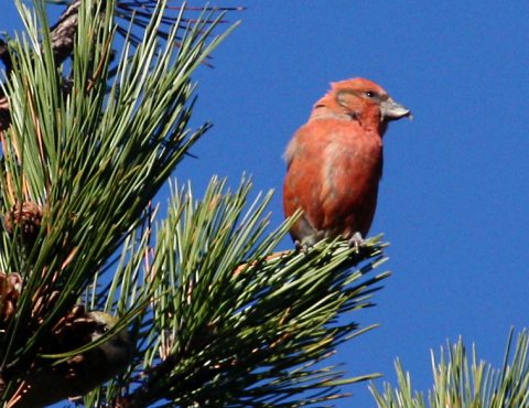 Red Crossbill