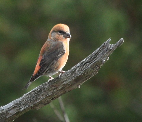 Red Crossbill