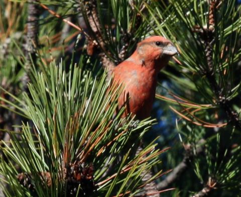 Red Crossbill