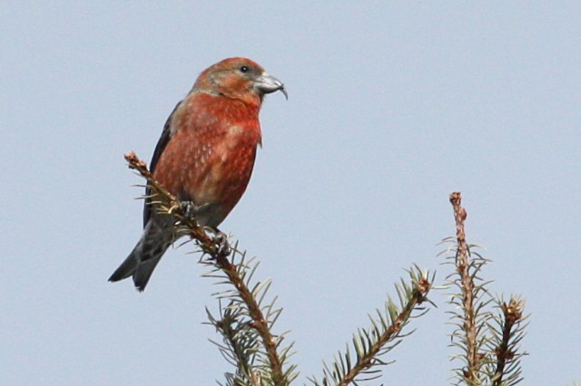 Red Crossbill