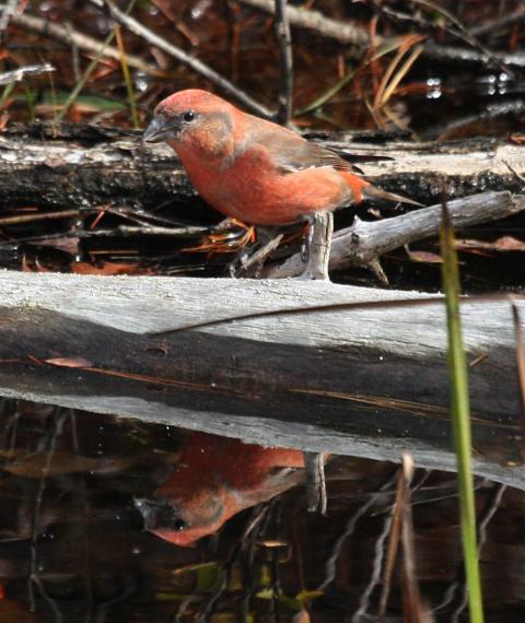 Red Crossbill