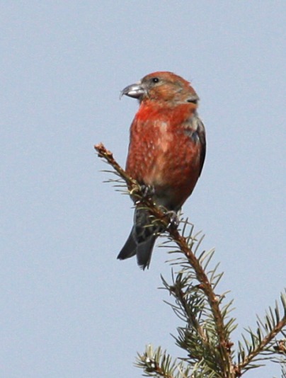 Red Crossbill