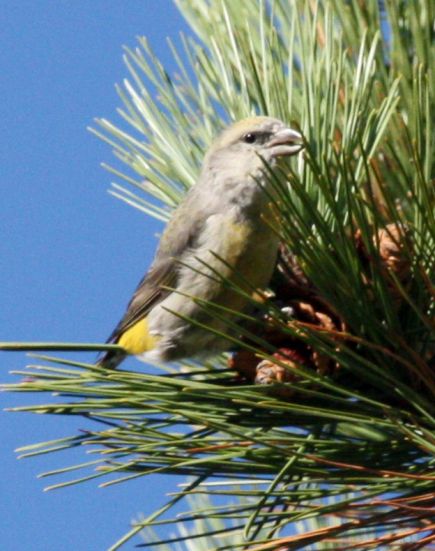 Red Crossbill