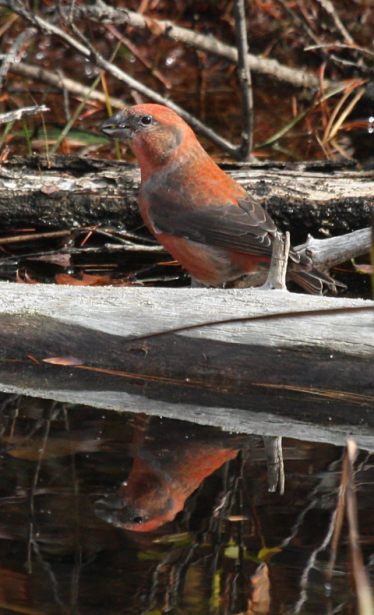 Red Crossbill