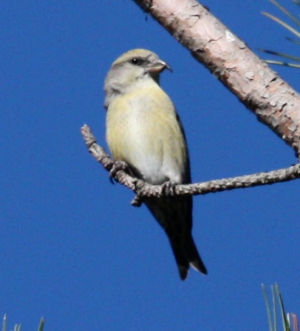 Red Crossbill