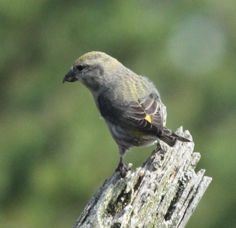 Red Crossbill