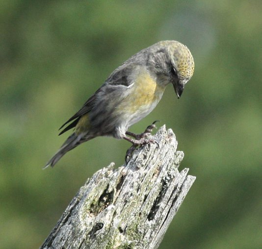 Red Crossbill