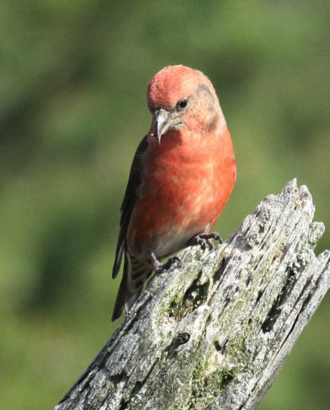 Red Crossbill