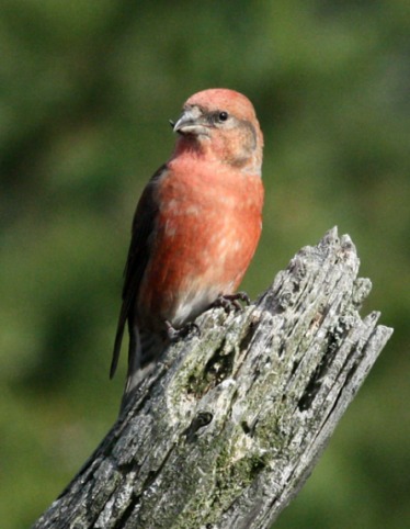 Red Crossbill