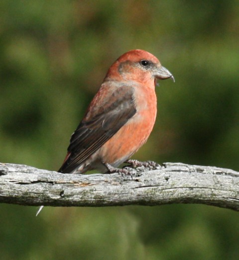 Red Crossbill