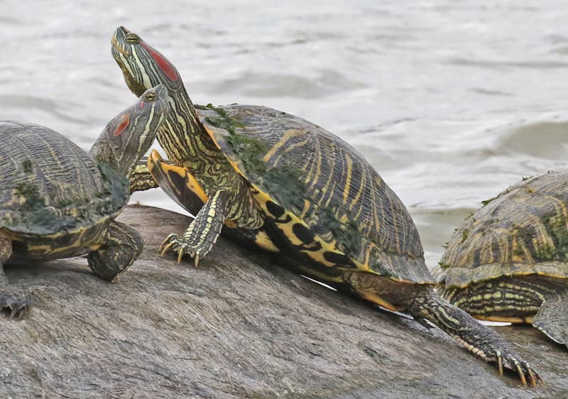 Red-eared Slider
