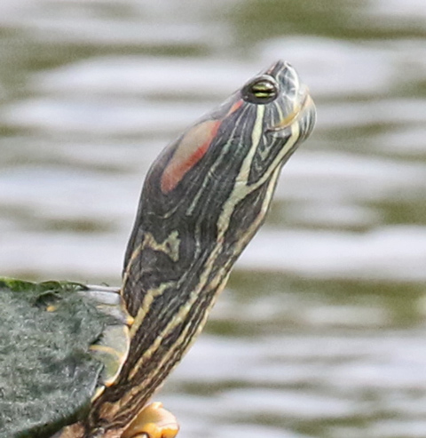 Red-eared Slider