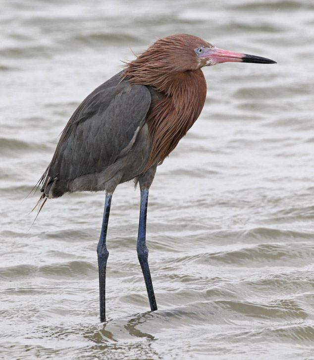 Reddish Egret