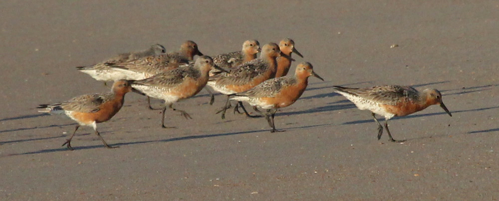 Red Knot