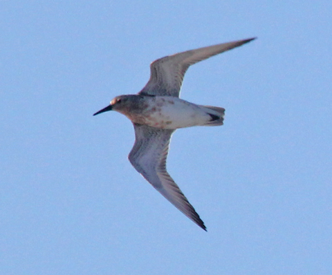 Red Knot