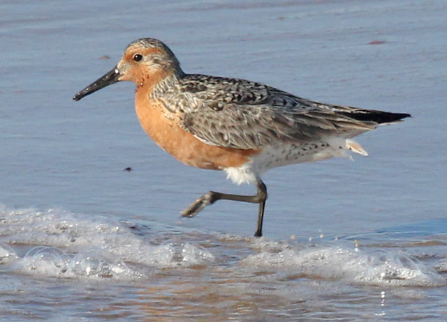 Red Knot