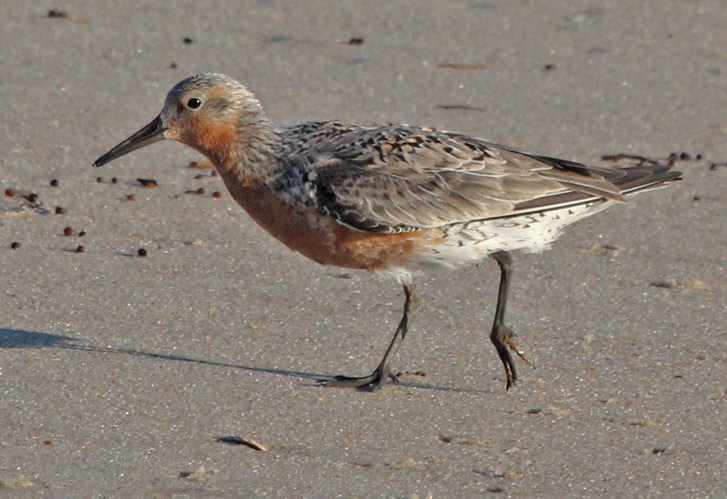 Red Knot