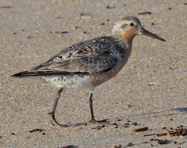 Red Knot