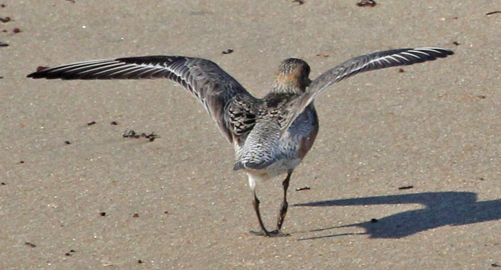 Red Knot