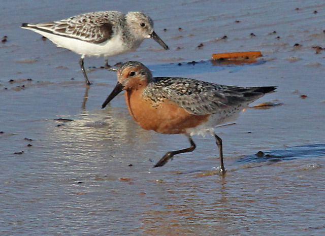 Red Knot