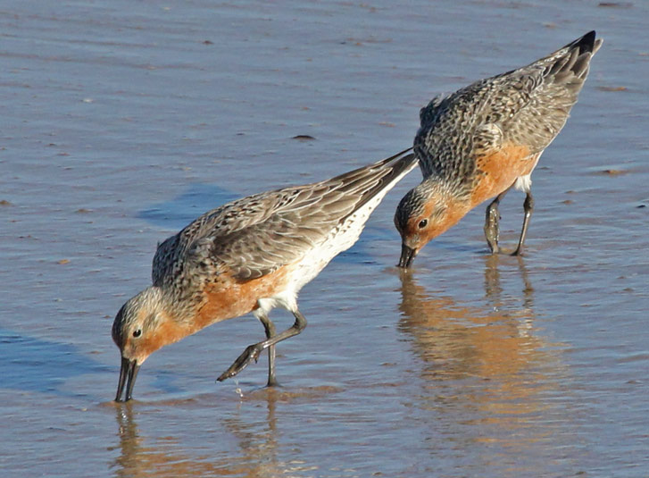 Red Knot
