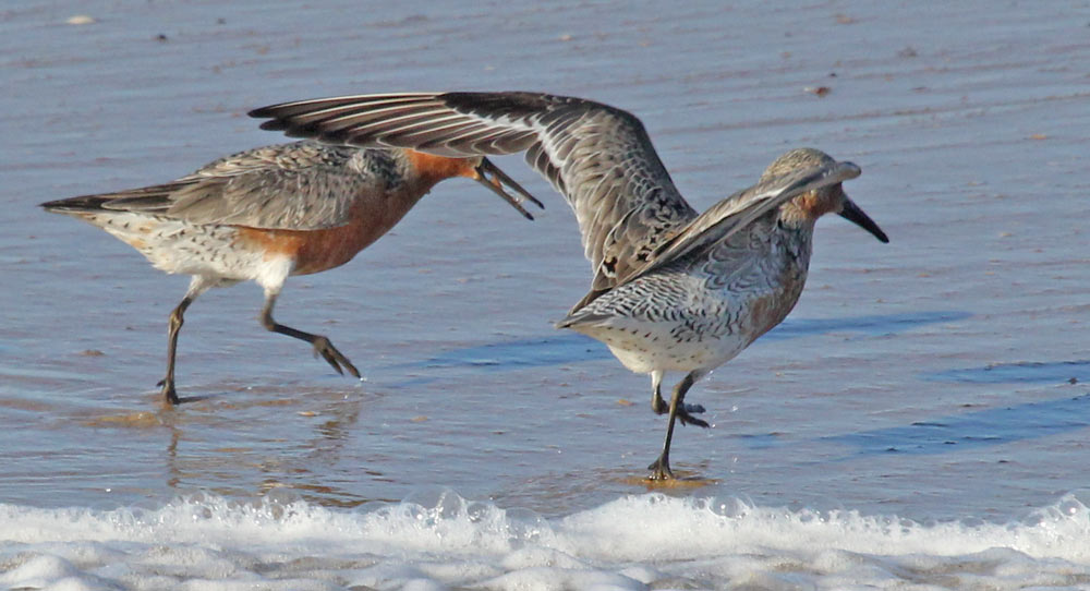 Red Knot