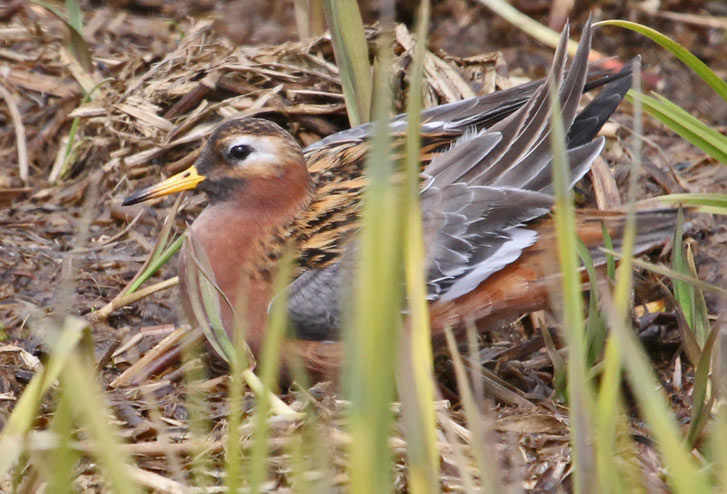 Red Phalarope