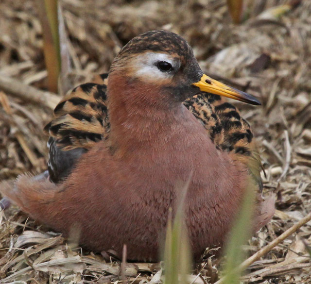 Red Phalarope