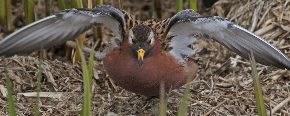 Red Phalarope