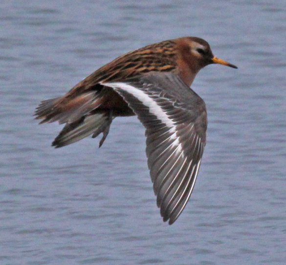 Red Phalarope