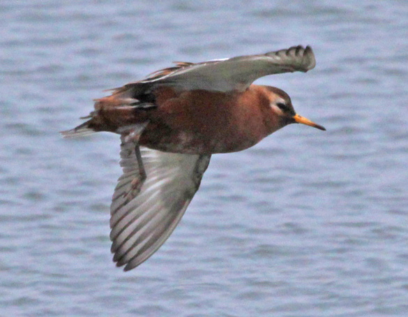 Red Phalarope