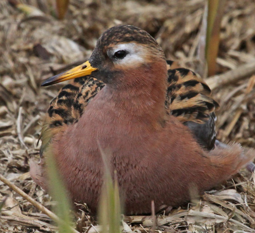 Red Phalarope