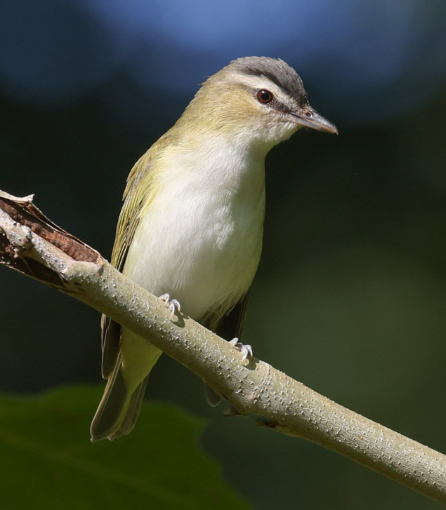 Red-eyed Vireo