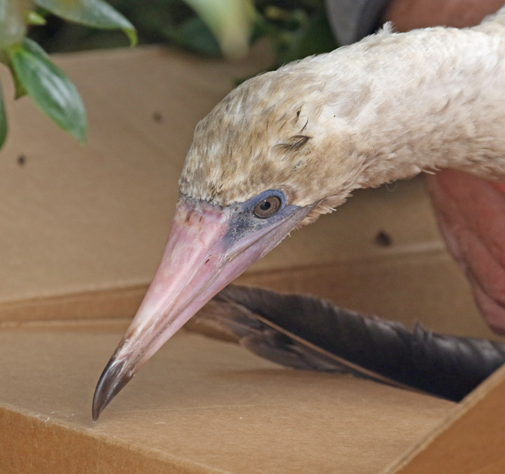 Red-footed Booby