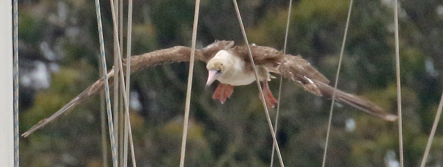 Red-footed Booby